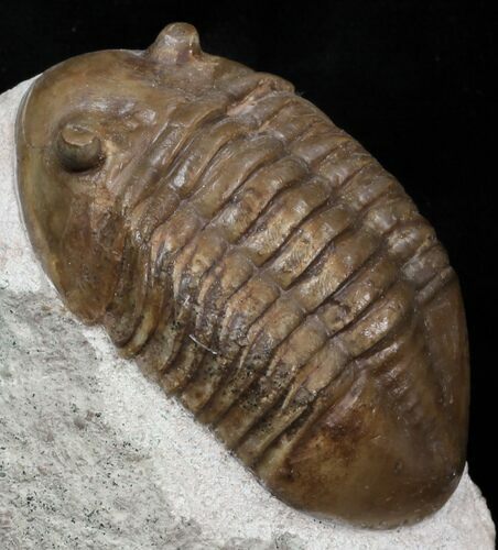 Very D Asaphus Lepidurus Trilobite - Russia #31316